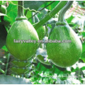 High Quality Green Skin Pumpkin Seed For Planting